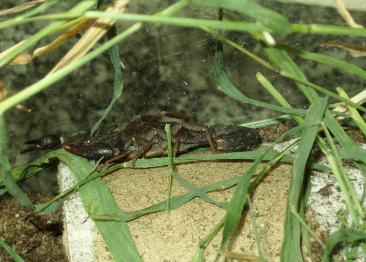 Plain eastern stripeless scorpion