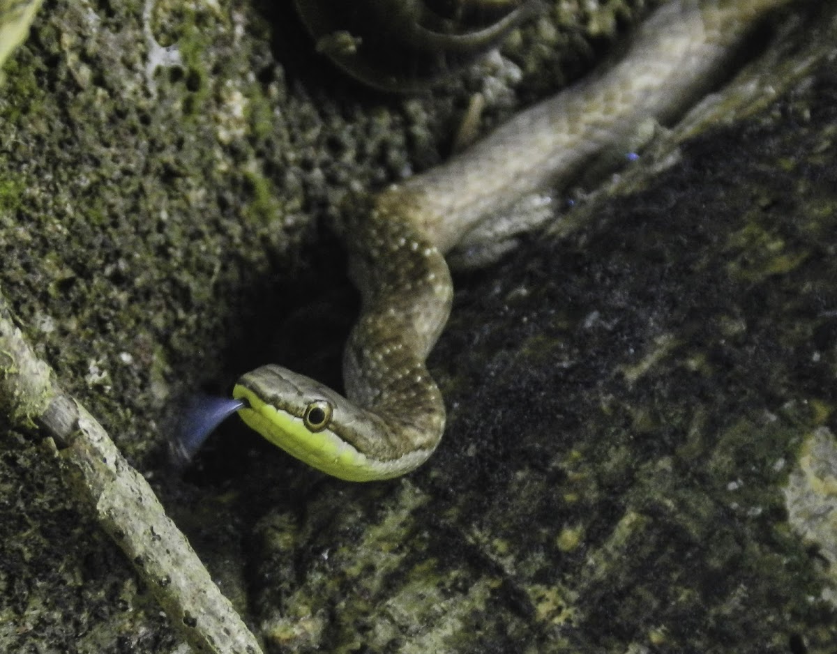Puerto Rican Garden Snake