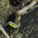 Puerto Rican Garden Snake