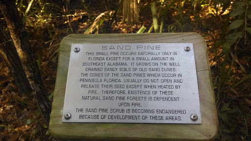 Sand Pine Educational Plaque 