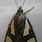 Trimen's False Tiger moth