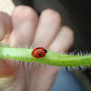 Two-spot Ladybird / Bubamara