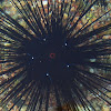 Diadem Sea Urchin