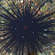 Diadem Sea Urchin