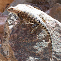 desert spiny lizard