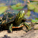 Painted Turtle (Juvenile)
