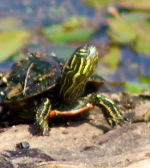 Painted Turtle (Juvenile) | Project Noah