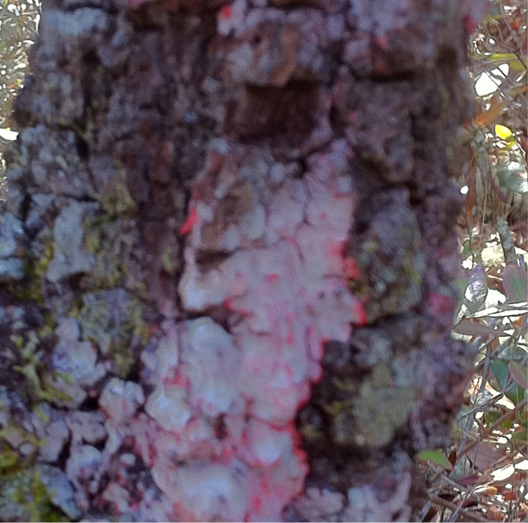 Red Blanket Lichen Project Noah