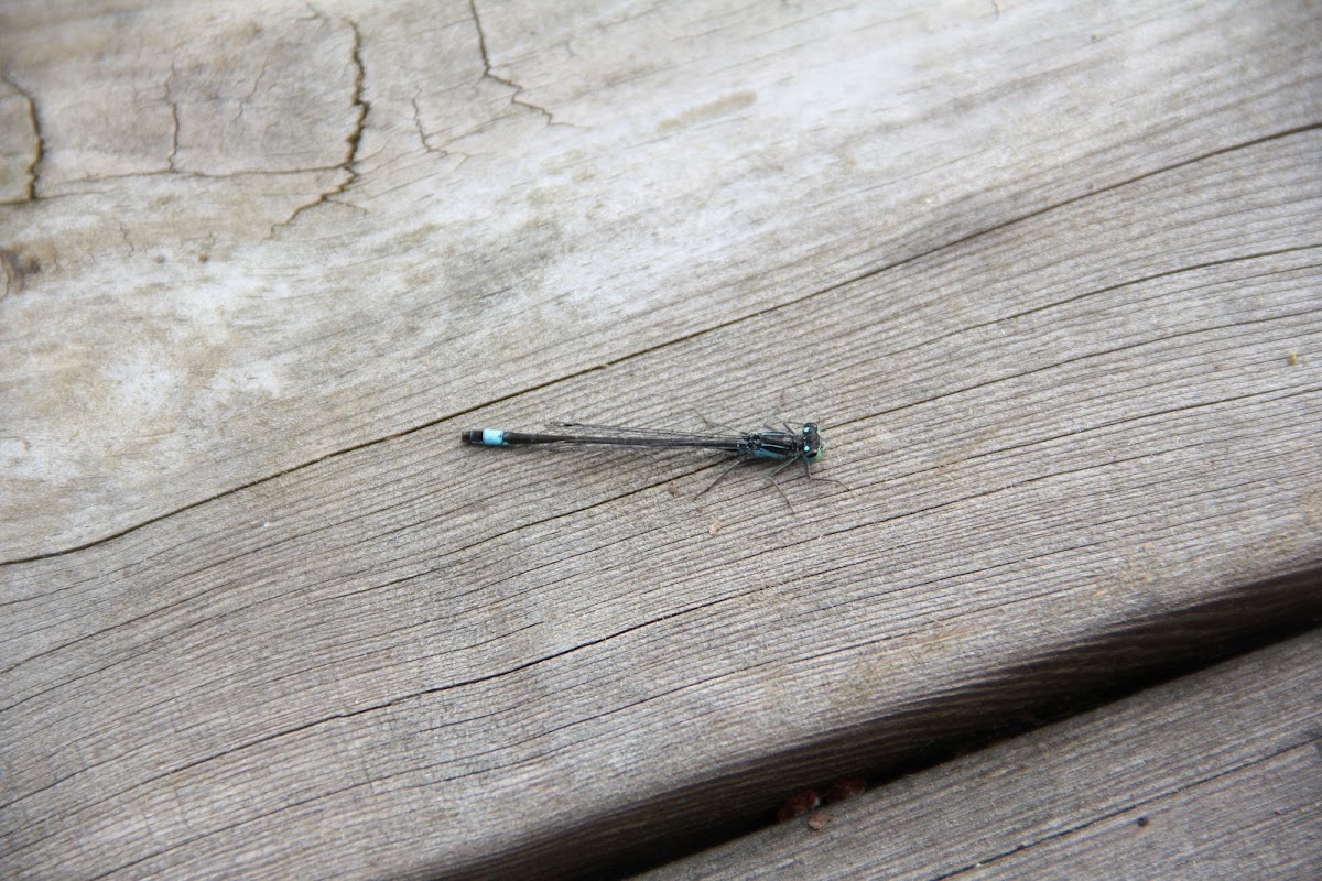 Blue-tailed Damselfly