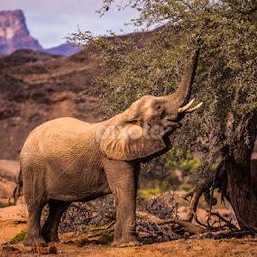 by Nigel Atkins - Animals Other Mammals