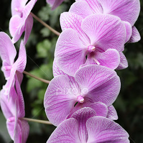 Orchids by Vrinda Mahesh - Flowers Flower Gardens