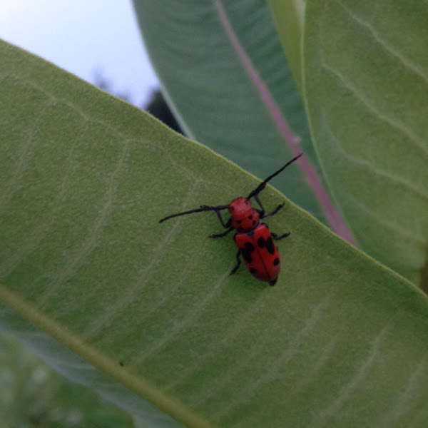 Milkweed Beetle Project Noah