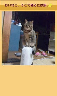 動物写真～ねこ～ Screenshots 0