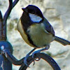 Great Tit