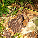 Fowler's Toad