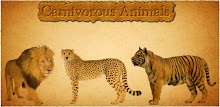 Carnivorous animals and facts APK