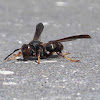 Vespoid Wasp