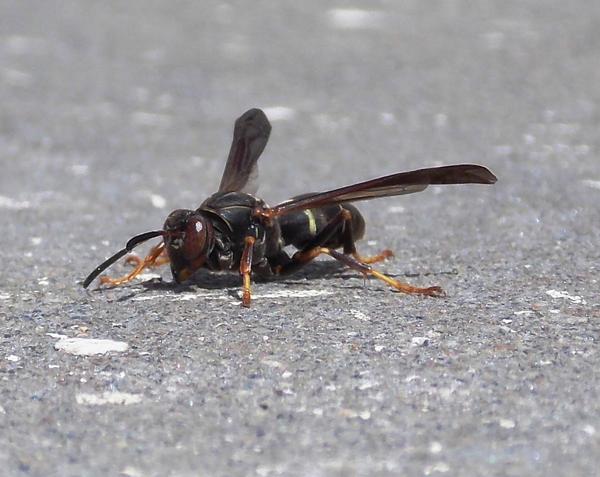 Vespoid Wasp