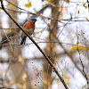 Eastern bluebird