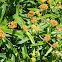 Orange Milkweed