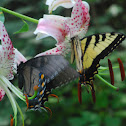Eastern Tiger Swalowtails