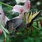 Eastern Tiger Swalowtails
