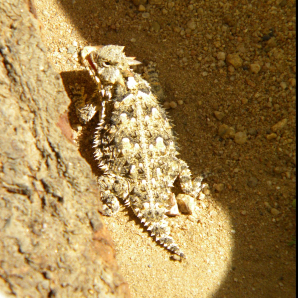 Desert Horned Lizard | Project Noah