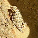 Desert Horned Lizard