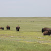 American Bison (buffalo)