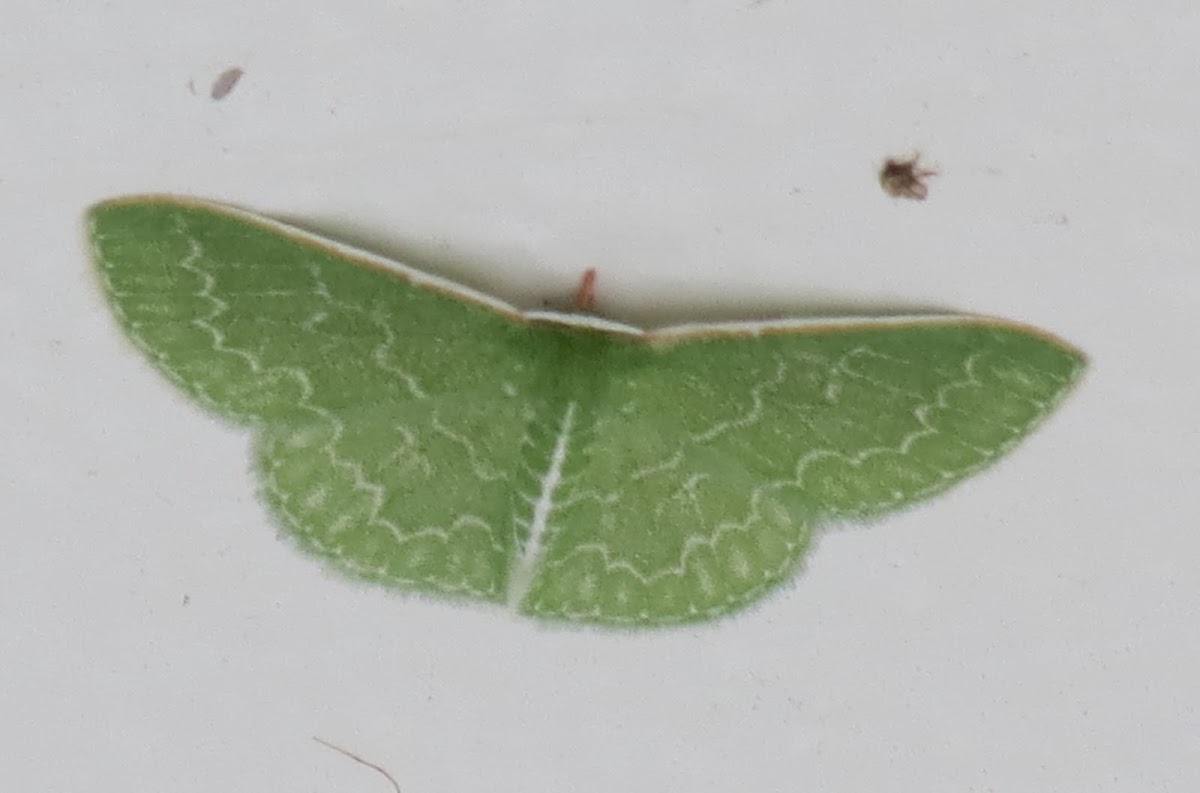 Southern emerald moth