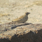 Ashy-crowned Sparrow-lark (female)