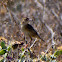 Zitting Cisticola; Buitrón