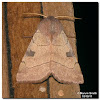 Bent-line Dart Moth