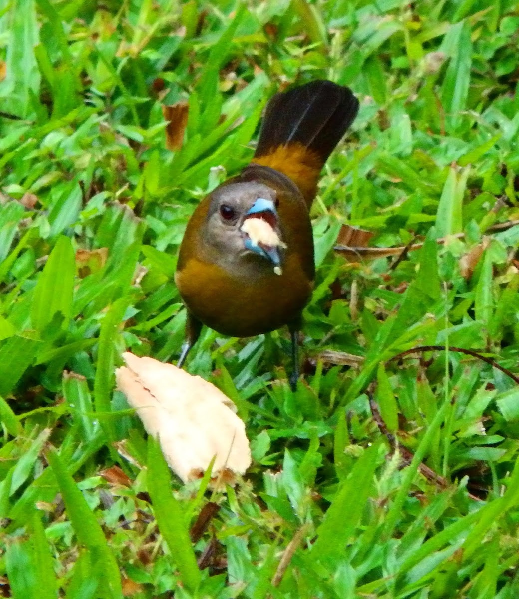 Passerini's tanager female