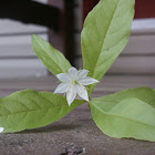 Star Flower