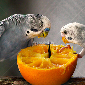 by Michael John Paulino - Animals Birds