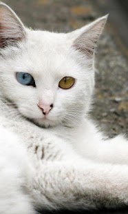 How to download Turkish Angora Wallpapers 1.0 unlimited apk for pc