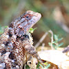 Lagarto Espinoso, Spiny Lizard