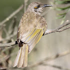 Brown Honeyeater