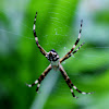 silver argiope