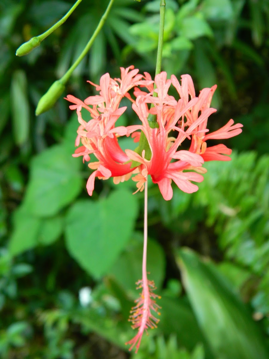 Coral Hibiscus
