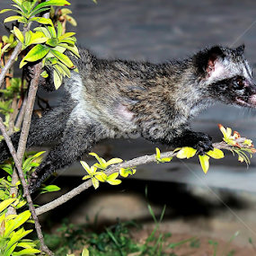 by Didik Baen - Animals Other Mammals