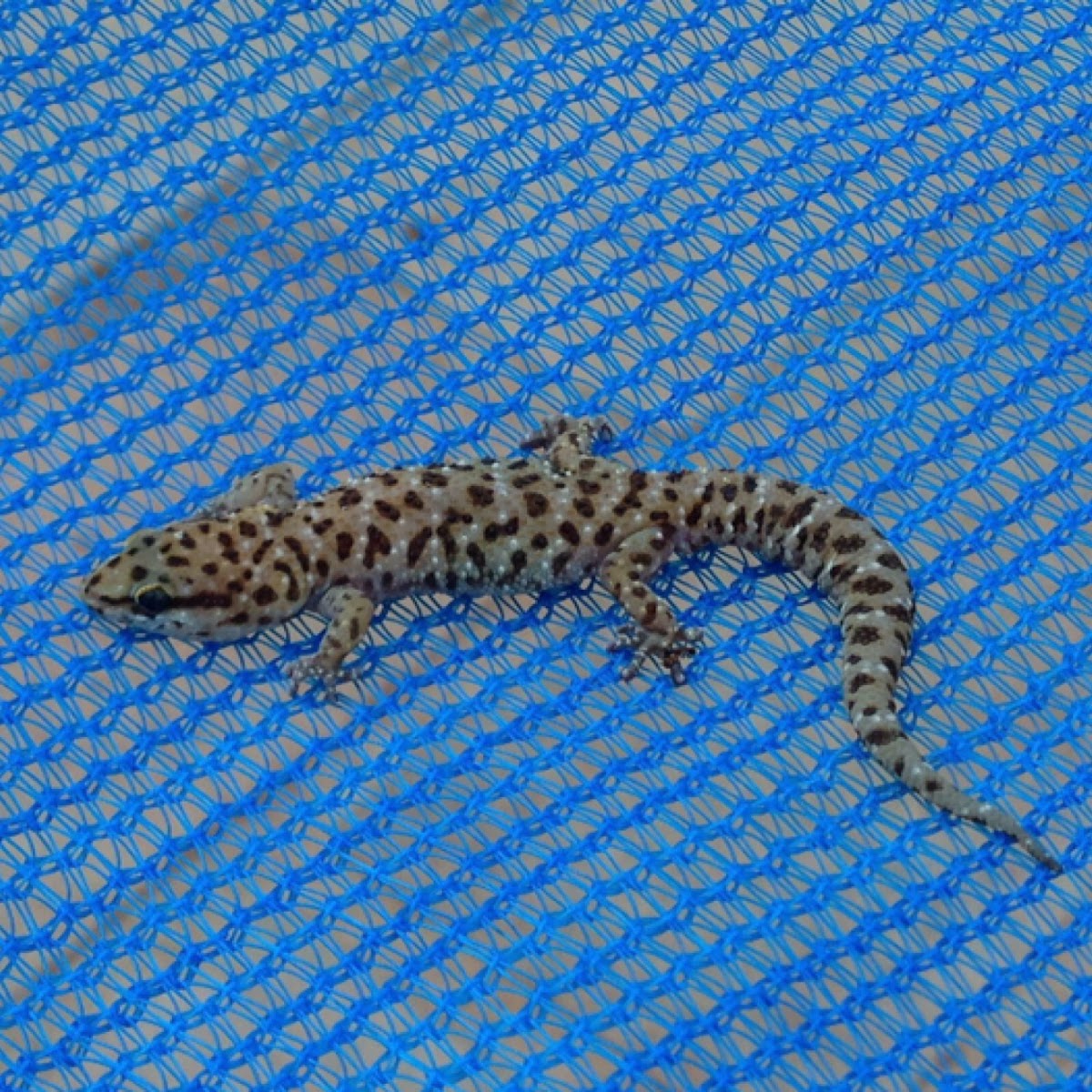 Transvaal Thick toed Gecko