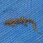 Transvaal Thick toed Gecko