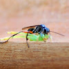 Wasp vs Green spider