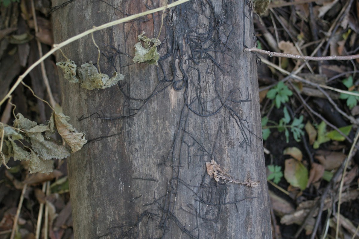 Bootlaces of Armillaria