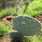 Durango Prickly Pear