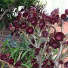 Thickleaf Aeonium, Fisiulera