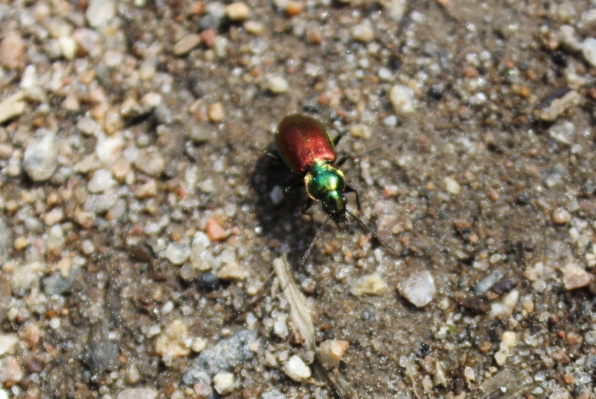 Beetle, Välkekurekiitäjäinen (Finnish)