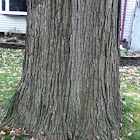 Red Oak Tree